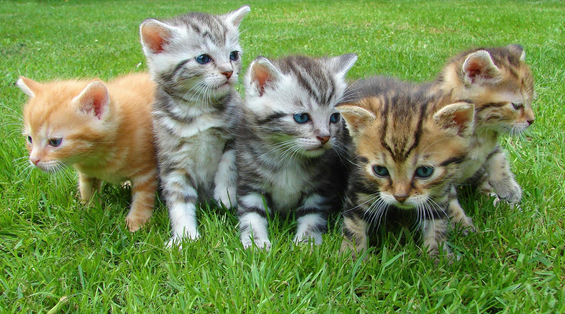 Doe agora e ajude a mudar a vida de nossos amigos de 4 patas.